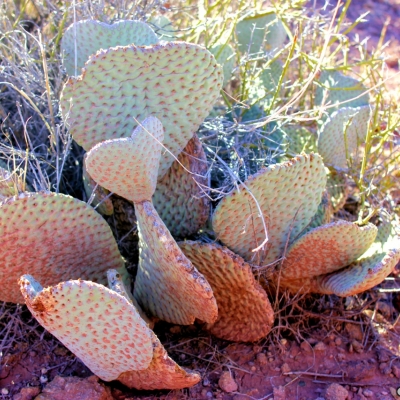 cactus6b.jpg