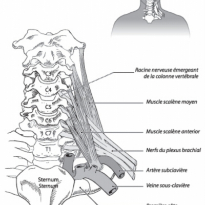 muscles_scalenes1.jpg