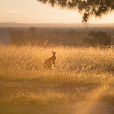 Sunset_Kangaroo_4.jpg