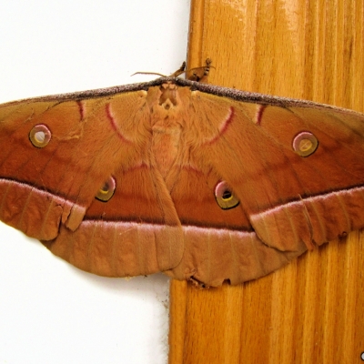 papillon1.jpg